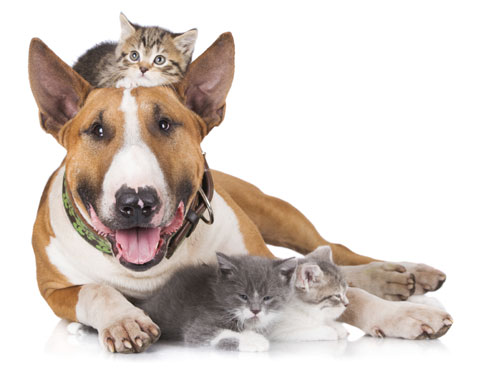 Pet care tips from pros