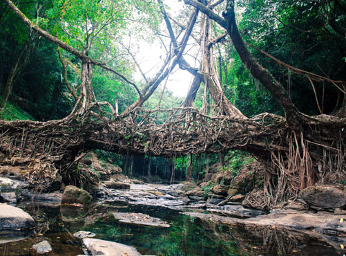 Nature