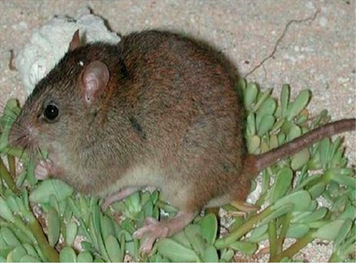 Mammal to go Extinct