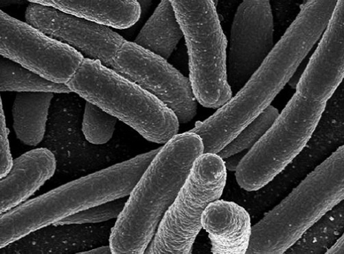 bacteria