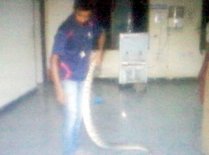 Python