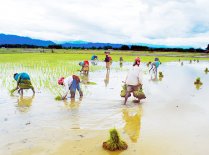 Farmers