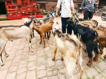 animal sacrifice animal sacrifice