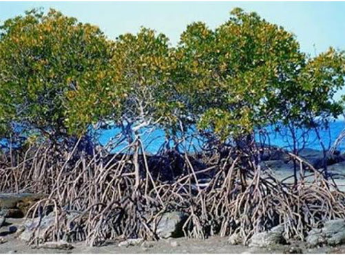 World's first mangrove museum